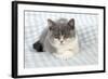 9 Week Old British Shorthair Kitten-null-Framed Photographic Print