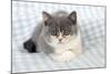 9 Week Old British Shorthair Kitten-null-Mounted Photographic Print