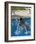 9 Year Old Boy Diving into a Swimming Pool, Woodstock, New York, USA-Paul Sutton-Framed Photographic Print