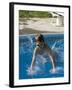 9 Year Old Boy Diving into a Swimming Pool, Woodstock, New York, USA-Paul Sutton-Framed Photographic Print