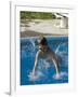 9 Year Old Boy Diving into a Swimming Pool, Woodstock, New York, USA-Paul Sutton-Framed Photographic Print