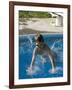 9 Year Old Boy Diving into a Swimming Pool, Woodstock, New York, USA-Paul Sutton-Framed Photographic Print