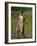 9 Year Old Boy Posing on a Rock Next to a Pond, Woodstock, New York, USA-Paul Sutton-Framed Photographic Print