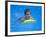 9 Year Old Boy Swimming in Pool, Kiamesha Lake, New York, USA-Paul Sutton-Framed Photographic Print