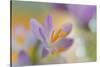 9063_Pastel spring ll-Heidi Westum-Stretched Canvas