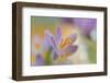 9063_Pastel spring ll-Heidi Westum-Framed Photographic Print