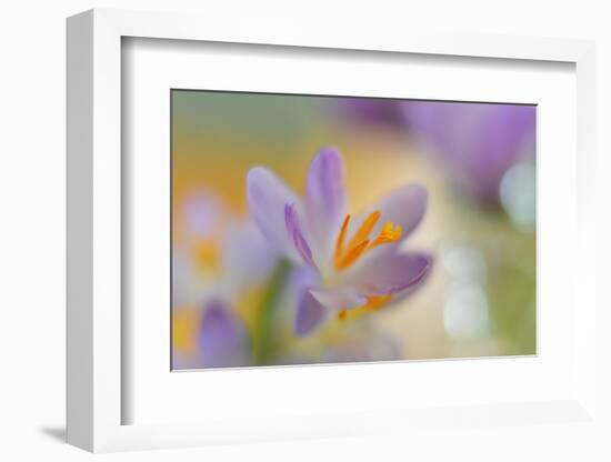 9063_Pastel spring ll-Heidi Westum-Framed Photographic Print