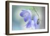 9812_In the summer light-Heidi Westum-Framed Photographic Print