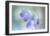 9812_In the summer light-Heidi Westum-Framed Photographic Print