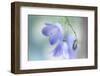 9812_In the summer light-Heidi Westum-Framed Photographic Print