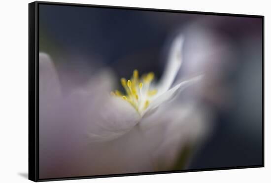 9956_Dreamy anemone-Heidi Westum-Framed Stretched Canvas