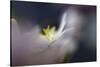 9956_Dreamy anemone-Heidi Westum-Stretched Canvas