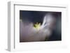 9956_Dreamy anemone-Heidi Westum-Framed Photographic Print