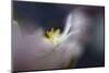 9956_Dreamy anemone-Heidi Westum-Mounted Photographic Print