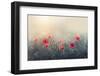 .....*...**...*..**...-Dimitar Lazarov --Framed Photographic Print