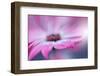 **-Juliana Nan-Framed Photographic Print