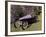 A 1921 Av Monocar-null-Framed Photographic Print