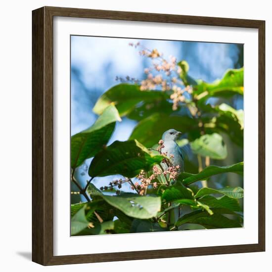 A Azure-Shouldered Tanager on a Branch in the Atlantic Rainforest-Alex Saberi-Framed Photographic Print