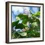 A Azure-Shouldered Tanager on a Branch in the Atlantic Rainforest-Alex Saberi-Framed Photographic Print