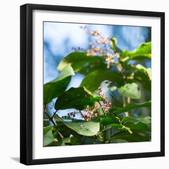 A Azure-Shouldered Tanager on a Branch in the Atlantic Rainforest-Alex Saberi-Framed Photographic Print