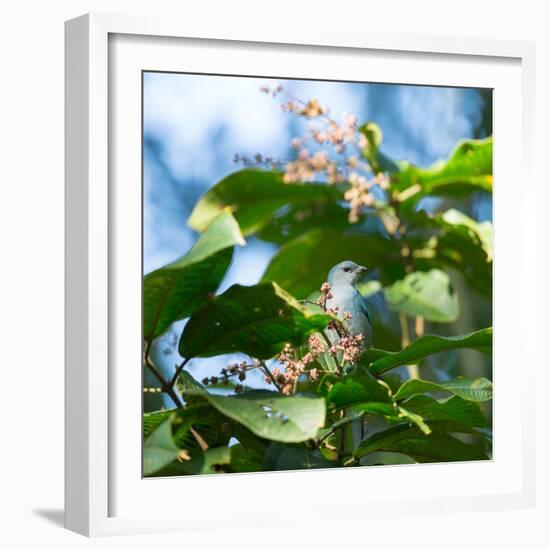 A Azure-Shouldered Tanager on a Branch in the Atlantic Rainforest-Alex Saberi-Framed Photographic Print