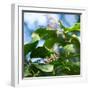 A Azure-Shouldered Tanager on a Branch in the Atlantic Rainforest-Alex Saberi-Framed Photographic Print