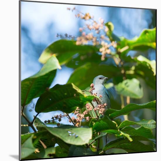 A Azure-Shouldered Tanager on a Branch in the Atlantic Rainforest-Alex Saberi-Mounted Photographic Print