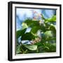 A Azure-Shouldered Tanager on a Branch in the Atlantic Rainforest-Alex Saberi-Framed Premium Photographic Print