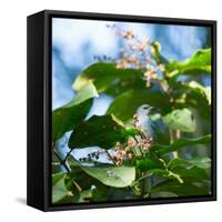 A Azure-Shouldered Tanager on a Branch in the Atlantic Rainforest-Alex Saberi-Framed Stretched Canvas