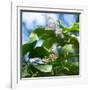 A Azure-Shouldered Tanager on a Branch in the Atlantic Rainforest-Alex Saberi-Framed Photographic Print