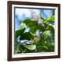 A Azure-Shouldered Tanager on a Branch in the Atlantic Rainforest-Alex Saberi-Framed Photographic Print