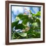 A Azure-Shouldered Tanager on a Branch in the Atlantic Rainforest-Alex Saberi-Framed Photographic Print