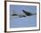 A B-52H Stratofortress-Stocktrek Images-Framed Photographic Print