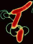 Helicobacter Pylori Bacteria-A.B. Dowsett-Framed Stretched Canvas