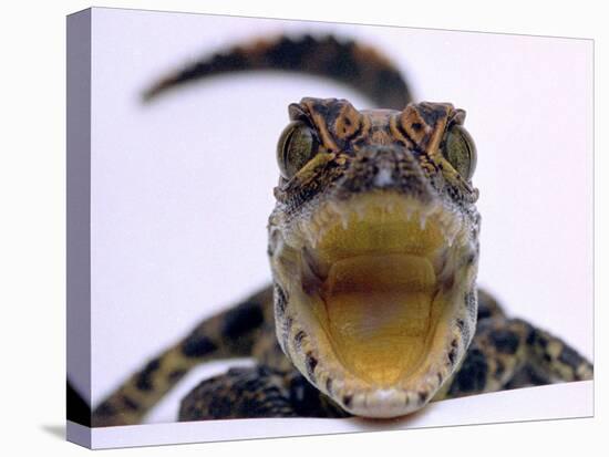 A Baby Alligator Rests in a Shoe at Bristol Zoo, November 1997-null-Stretched Canvas