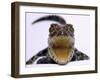 A Baby Alligator Rests in a Shoe at Bristol Zoo, November 1997-null-Framed Premium Photographic Print