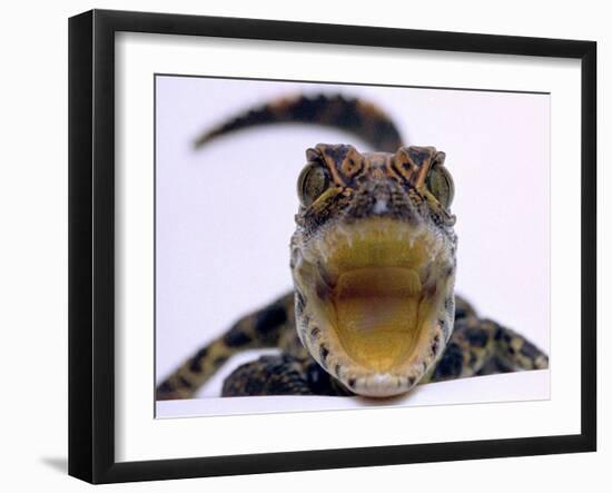 A Baby Alligator Rests in a Shoe at Bristol Zoo, November 1997-null-Framed Premium Photographic Print