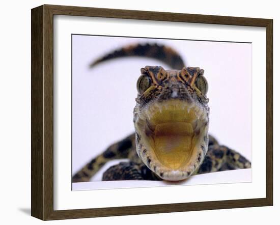 A Baby Alligator Rests in a Shoe at Bristol Zoo, November 1997-null-Framed Photographic Print