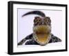 A Baby Alligator Rests in a Shoe at Bristol Zoo, November 1997-null-Framed Photographic Print