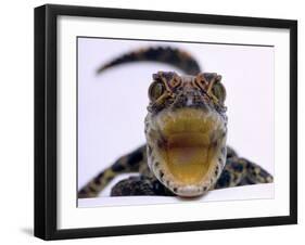 A Baby Alligator Rests in a Shoe at Bristol Zoo, November 1997-null-Framed Photographic Print