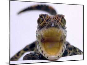 A Baby Alligator Rests in a Shoe at Bristol Zoo, November 1997-null-Mounted Photographic Print