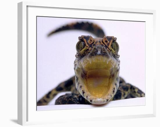 A Baby Alligator Rests in a Shoe at Bristol Zoo, November 1997-null-Framed Photographic Print