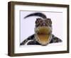 A Baby Alligator Rests in a Shoe at Bristol Zoo, November 1997-null-Framed Photographic Print