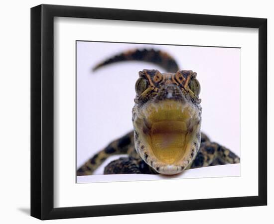 A Baby Alligator Rests in a Shoe at Bristol Zoo, November 1997-null-Framed Photographic Print