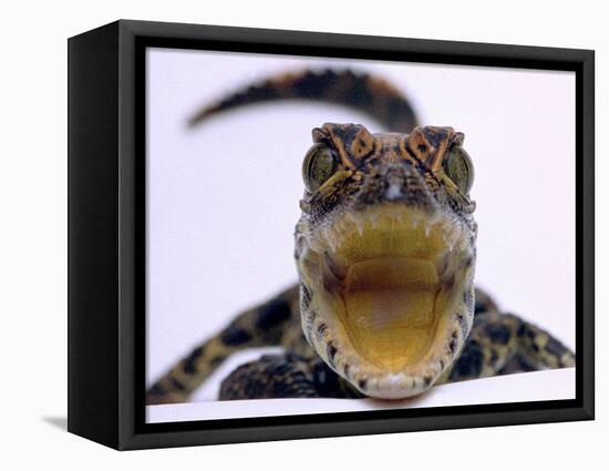 A Baby Alligator Rests in a Shoe at Bristol Zoo, November 1997-null-Framed Stretched Canvas