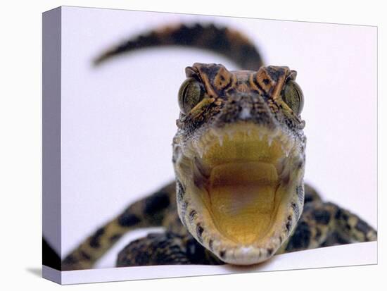 A Baby Alligator Rests in a Shoe at Bristol Zoo, November 1997-null-Stretched Canvas