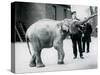 A Baby Asian Elephant Raising Its' Trunk at a Keeper While Other Keepers Look On-Frederick William Bond-Stretched Canvas