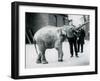 A Baby Asian Elephant Raising Its' Trunk at a Keeper While Other Keepers Look On-Frederick William Bond-Framed Giclee Print