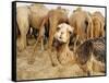 A Baby Camel Stands by as Older Ones Feed Near the Mauritanian Capital Nouakchott-null-Framed Stretched Canvas