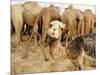 A Baby Camel Stands by as Older Ones Feed Near the Mauritanian Capital Nouakchott-null-Mounted Photographic Print